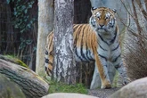 Aufregung im Zoo Leipzig: Tigerdame steht kurz vor ihrer ersten Geburt