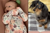 Dackel will mit Baby spielen: Ein Detail bricht aber allen das Herz