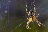 Heimliche Helfer: Das alles machen Spinnen in Deinem Garten!