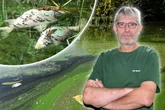 Passanten im Großen Garten schockiert: Mysteriöses Fischsterben im Carolasee