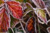 Herbst klopft an die Tür! Im Ländle kündigen sich erste Frostnächte an