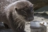 Darum gehen Bewegungsmelder an, wenn sich Zoo-Tiere bei Hitze abkühlen wollen