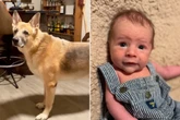 Besitzer hoffen, dass Hund und Baby harmonieren: Stattdessen fließen jetzt Lachtränen