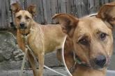 Jahrelang im Tierheim: Wer schenkt Exa endlich ein Zuhause?