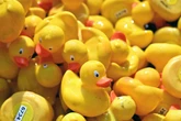 Es gibt 7000 Stück: Verkaufsstart für die Stadtfest-Enten