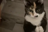 Katze wird eine Minute zu spät gefüttert: Ihre Reaktion sorgt für Lachtränen