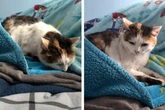 Frau betritt ihr Schlafzimmer und findet fremden Gast auf ihrem Bett