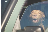 In der prallen Sonne: Hund im Auto eingesperrt - Polizei muss eingreifen