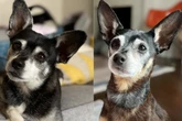 Familie adoptiert nach Tod ihres Hundes einen neuen Vierbeiner: Was dann herauskommt, rührt viele zu Tränen