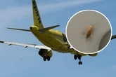 "Das ist verrückt": Entsetzte Frau filmt Kakerlaken im Flugzeug
