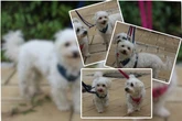 Körbchen im Doppelpack gesucht: Wer gibt Sammy und Lilly ein Zuhause?