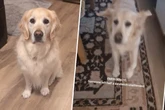 Golden Retriever knurrt Frauchen an: Was hinter diesem "Notfall" steckt