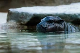 Es ist offiziell: Für Mini-Hippo Toni beginnt ein neuer Lebensabschnitt
