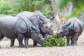 Schock im Zoo: Mann klettert in Gehege und will mit Nashorn kämpfen