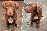Welpe Loui hatte sein Glück gefunden, doch jetzt sitzt er traurig im Tierheim