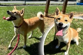 Typisch Shiba Inu! Kali sucht besondere Menschen, die ihre Hunderasse schätzen