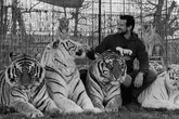 Er wollte Tieren ein sicheres Zuhause geben: Tiger-Trainer zu Tode gebissen