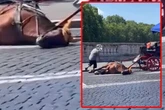Bei über 30 Grad! Kutsch-Pferd bricht in Innenstadt zusammen
