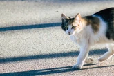 Katze sorgt für Unfall und Vollsperrung auf A661