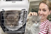 Judith Rakers in neuem Insel-Zuhause: Probleme beim Umzug mit Katzen?