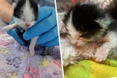 Trauer in Tierklinik: Baby-Katze verliert tagelangen Kampf um ihr Leben