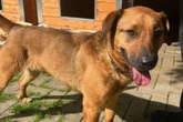 Schlauer Hund ist anhänglich und verschmust: Mit Menschen geht er eine starke Bindung ein