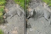 Hund raubt Millionen nach Schlammbad den Atem: Vor allem eines fragen sich viele