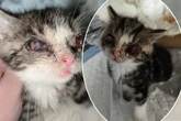 Tierpfleger kämpfen um sein Augenlicht: Hat der kleine Kater eine Chance?