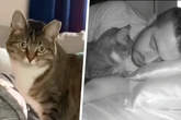 Mann filmt sich und seine Katze im Schlaf: Was er dann im Video sieht, hat er nicht erwartet