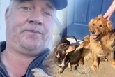 Nachbarn lassen Golden Retriever und Dackel Welpen zeugen: So sehen die Golden-Wiener aus!