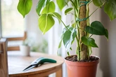 Darf man eine Monstera schneiden? Darauf musst Du unbedingt achten
