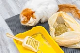 Katzenstreu richtig entsorgen: Gehört es in die Biotonne?