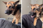 Schäferhund bellt Familie jeden Morgen aus dem Bett: "Wir sind dauermüde"