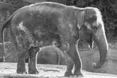 Nach mehr als 50 Jahren im Tierpark Hagenbeck: Elefantenkuh Shandra ist tot