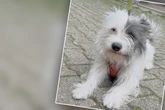 Tierheim erlebt dicken Schock: Hund Benni schwängert eigene Schwester