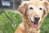 Golden Retriever Yoshi wurde bitter enttäuscht: Findet die Hundedame noch ihr Glück?