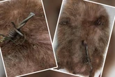 Igel von Stacheldraht gequält, Not-OP rettet ihm das Leben