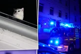Tierrettung mal anders: Süße Katzendame Lulu trickst die Feuerwehr aus
