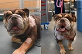 "Fast wie eine Enthauptung": Tierschützer entdecken Bulldogge in verheerendem Zustand