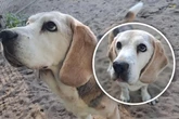 Wie lange hat er noch? Hunde-Opa Buddy will nicht im Tierheim sterben