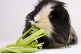 Genuss oder Gefahr: Dürfen Meerschweinchen Sellerie fressen?