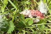 Passanten entdecken toten Schwan: Beim genauen Hinsehen offenbart sich Schreckliches