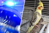 Schnabel-Attacke auf Beamten: Polizei nimmt schrägen Vogel in Gewahrsam