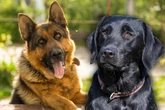 Schicker Labrador-Schäferhund-Mix: So sehen die Mischlinge aus