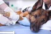 Hundefoto führt zu tödlichem Stich ins Herz: War "Opfer selbst für seinen Tod verantwortlich"?