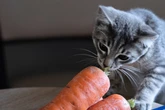 Karotten gegen Durchfall bei Katzen: Sinnvoll oder gefährlich?