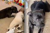 Baby lernt gerade krabbeln: Was Hund daraufhin tut, lässt Frauchens Herz schmelzen