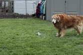 Golden-Retriever-Oma will bei jüngeren Hunden mithalten: Was dann geschieht, ist rührend