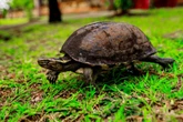 Schildkröten im Tempo-Check: Wie schnell sind sie wirklich?