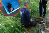 Bellen aus dem Abwasserkanal: Feuerwehr Stuttgart rückt zur Tierrettung an